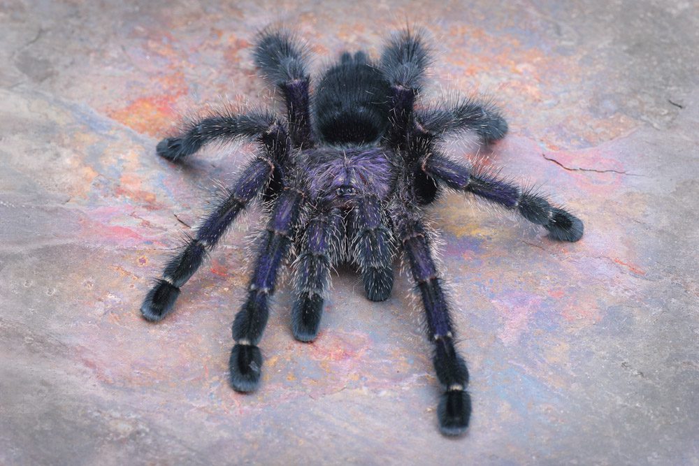 Avicularia purpurea Purple Pink Toe 2cm