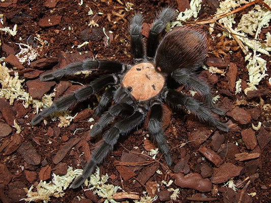 Brachypelma albiceps Golden Red Rump (1cm)