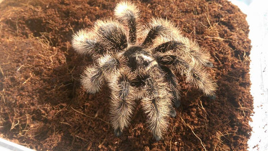 CB Tlitocatl albopilosus - Nicaraguan Curly Hair