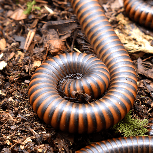 Thyropygus sp. “Banded Goliath” Banded Goliath Millipede