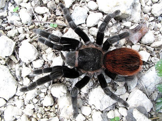 Mexican Red Rump- Tlitocatl vagans