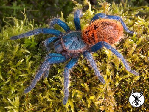 CB Chromatopelma cyaneopubescens - Green Bottle Blue