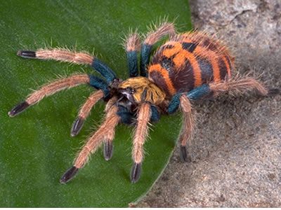 Chrom. cyaneopubescens Green Bottle Blue