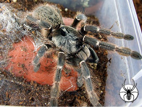 Ceratogyrus darlingi Eastern Horned Baboon 1cm