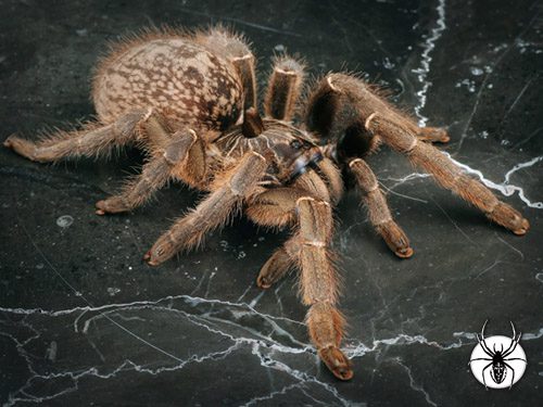 Unicorn Baboon- Ceratogyrus marshalli - Juvenile