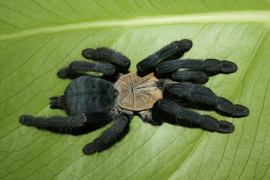Purple Earth Tiger 1cm (Phormingochilus hatihati)