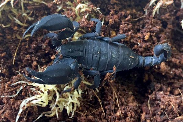 WC Chaerlius variegatus - Matt Black Scorpion