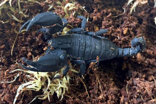 Matt Black Scorpion- Chaerlius variegatus