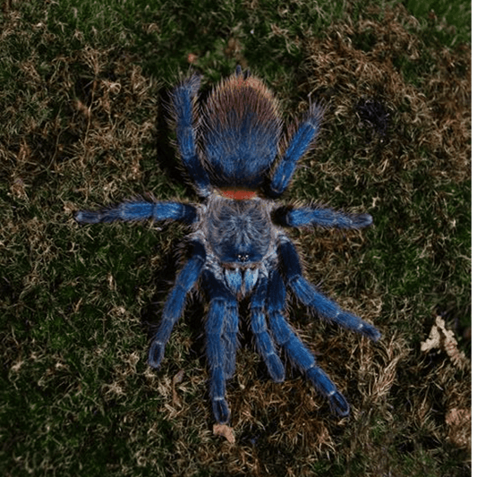 Dolichothele diamantinensis Blue Diamond (1cm)