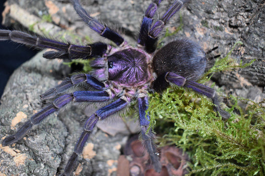 Phormictopus sp. “Dom Purple” Dom Rep Purple (1-2cm)