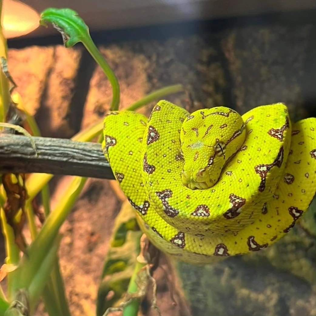 Green Tree Python- Biak – Riverview Reptiles
