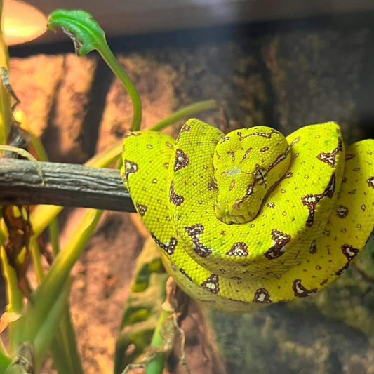 Green Tree Python- Biak