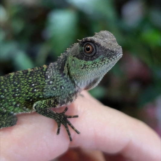 CB Mountain Horned Dragon- Acanthosaura capra