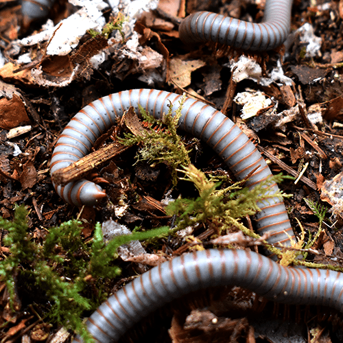 Litostrophus sp. “Violet Rainbow” Violet Rainbow Millipedes