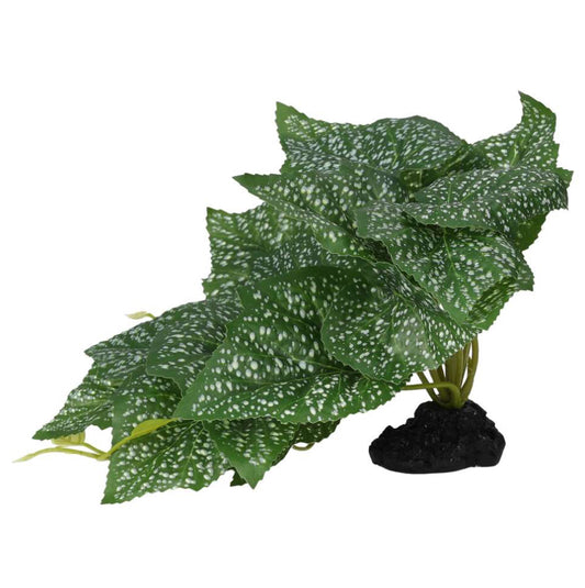 PR Terrestrial Begonia Polka Dot 14cm
