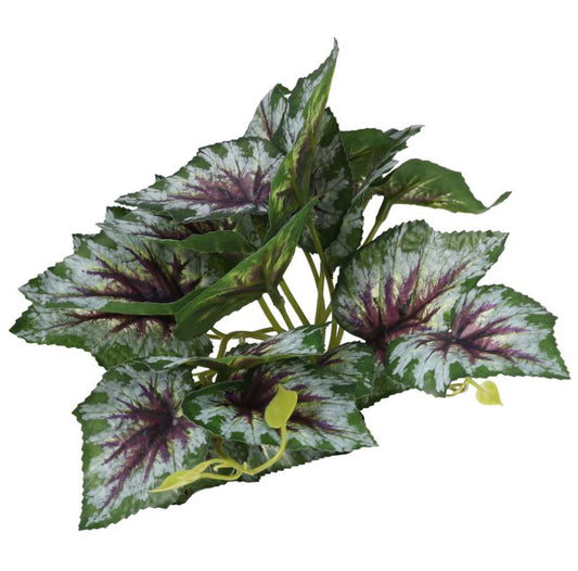 PR Terrestrial Begonia Silver Spirit 14cm