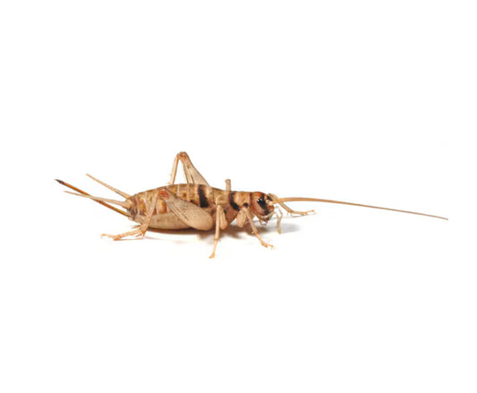 Banded Brown Crickets