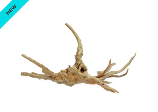 Spider Root Small