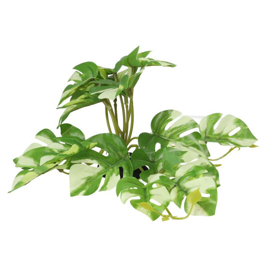 PR Terrestrial Gardenia Variegated 14cm