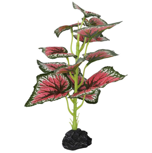 PR Terrestrial Begonia Salsa 27cm
