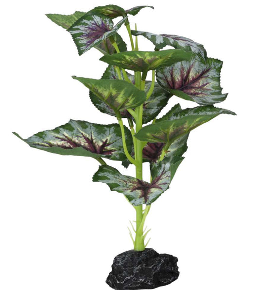 PR Terrestrial Begonia Silver Spirit 27cm