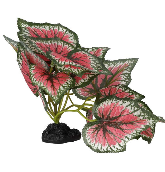 PR Terrestrial Begonia Salsa 14cm