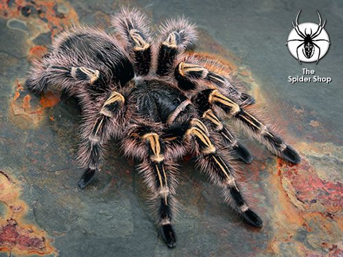 Grammostola pulchripes Chaco Golden Knee (3cm)