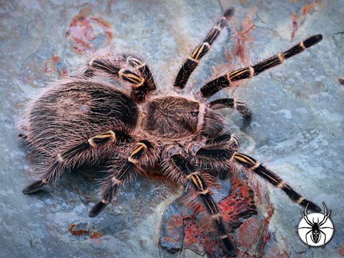 Grammostola pulchripes Chaco Golden Knee (1cm)