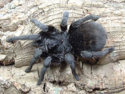 Brazilian Black 1-2cm (Grammostola pulchra)