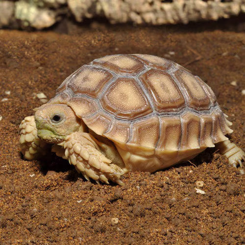 HabiStat Tortoise Bedding, 10Kg