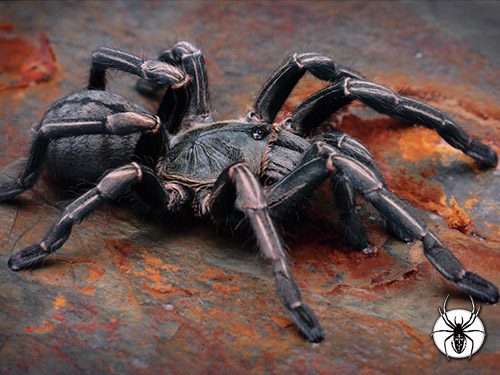 CB Melopoeus albostriatum - Thai Zebra (2-3cm)