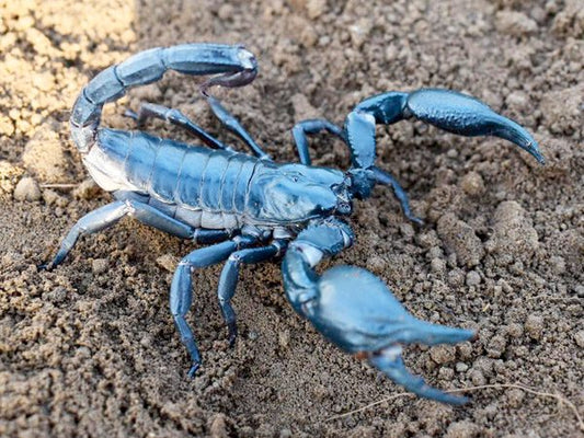 WC Heterometrus loaticus Thai Forest Scorpion (Juv)