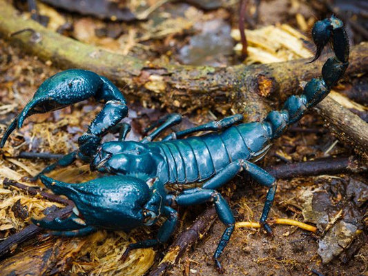 Indo Blue Forest Scorpion- Javanimetrus cyaneus