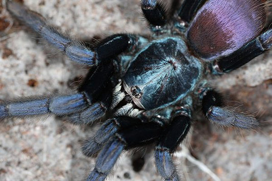 CB Cilantica phsycadelicus - LSD Earth Tiger (2cm)