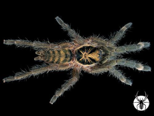 Neoholothele incei Trinidad Olive (4-5cm)