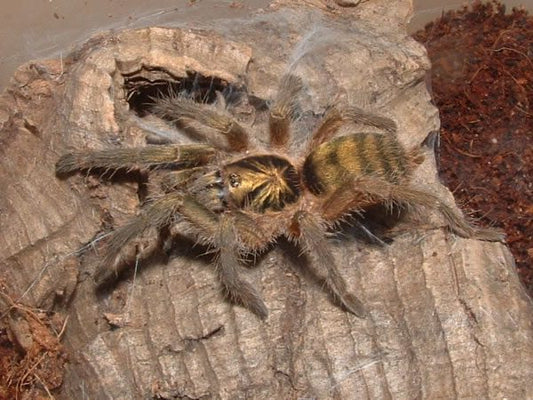 Neoholothele incei Trinidad Olive (2-3cm)