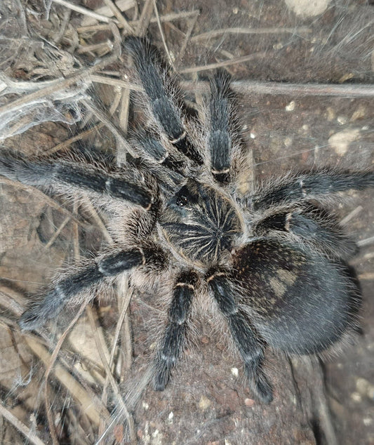 Harpactira namaquensis Nambian Baboon (1cm)