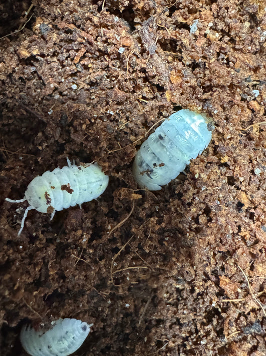 Magic potion Isopods x10