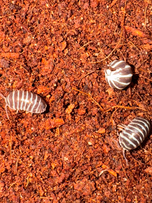 Zebra isopods