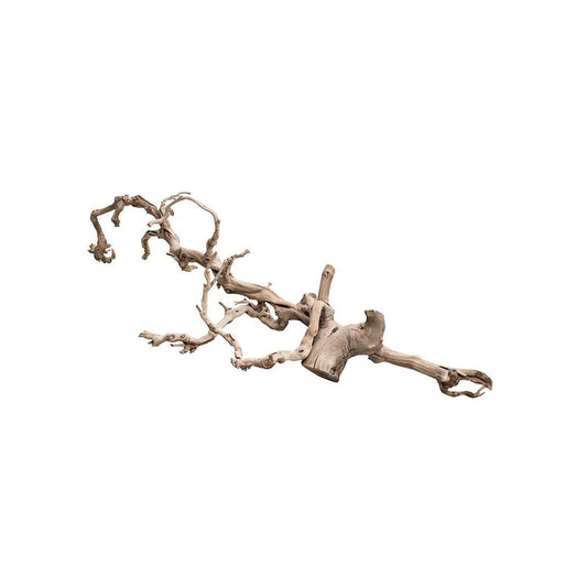 Grape vine L