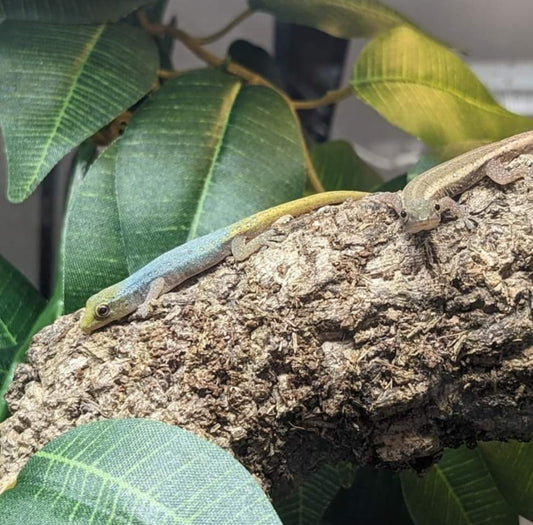 Cameroon Dwarf Day Gecko