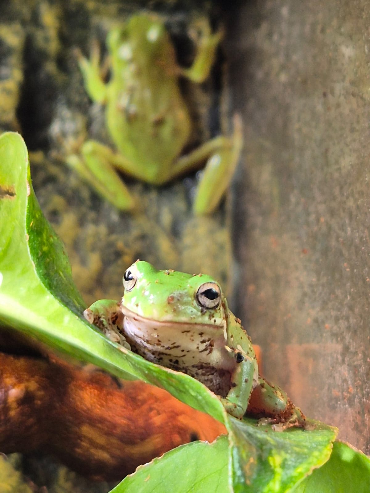 Whites Tree Frog- Litoria caerulea