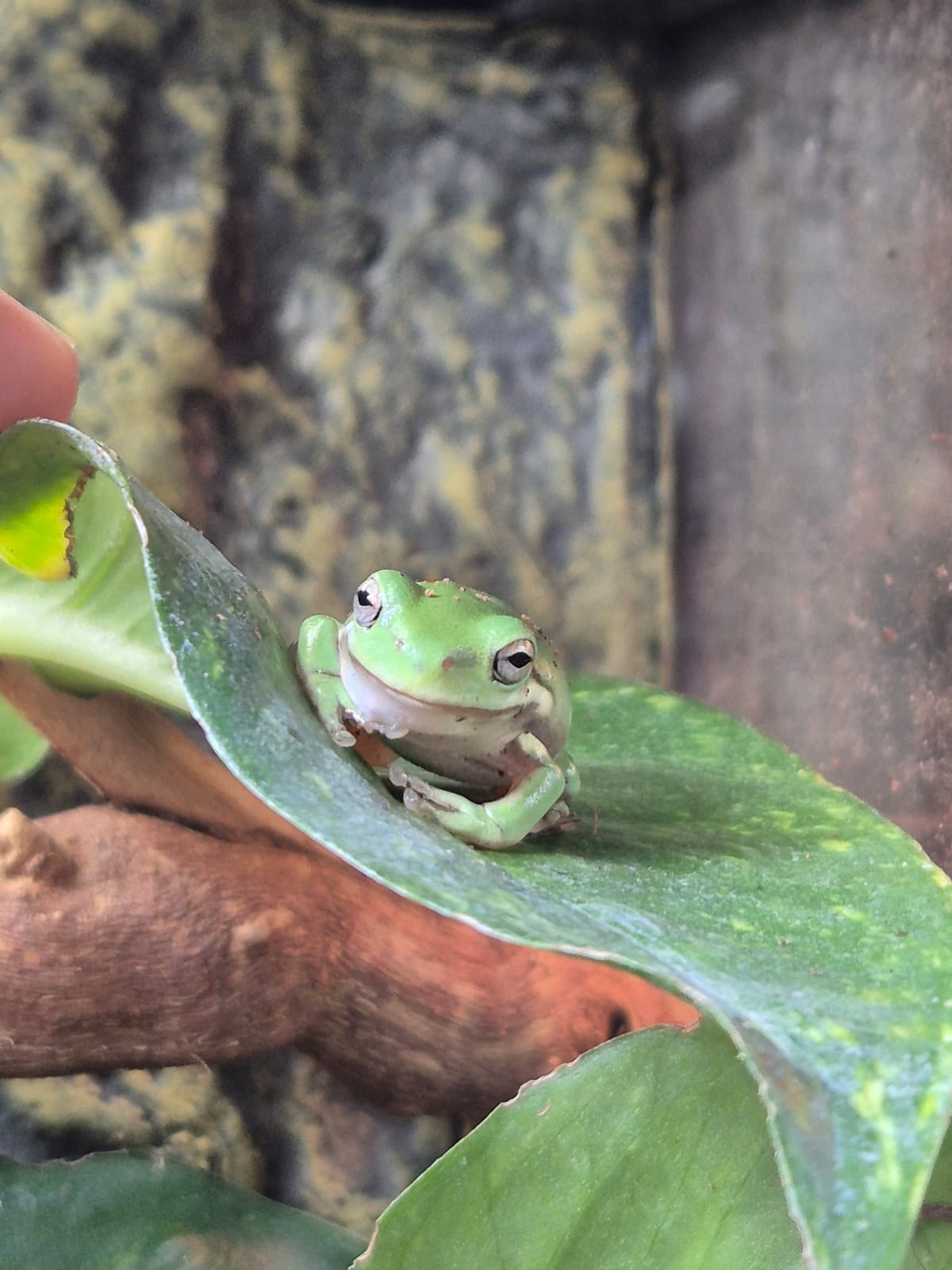 Whites Tree Frog- Litoria caerulea