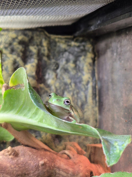 Whites Tree Frog- Litoria caerulea