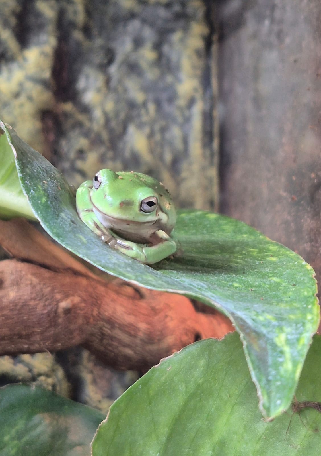Whites Tree Frog- Litoria caerulea