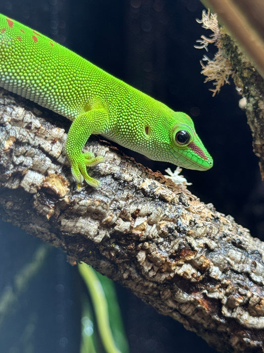 Giant Madagascan Day Gecko- Phelsuma madagascarensis grandis