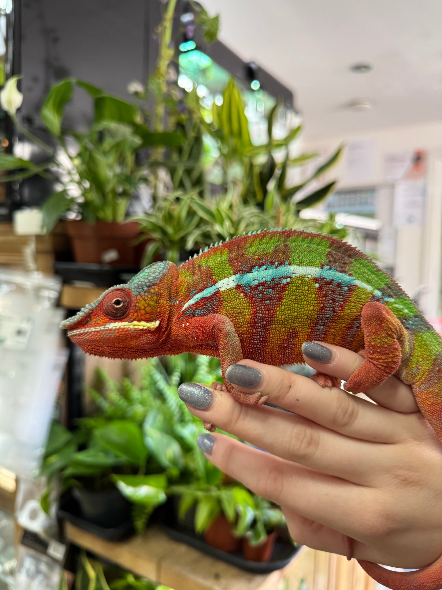 REHOMER CB Male "Ambilobe" Panther Chameleon