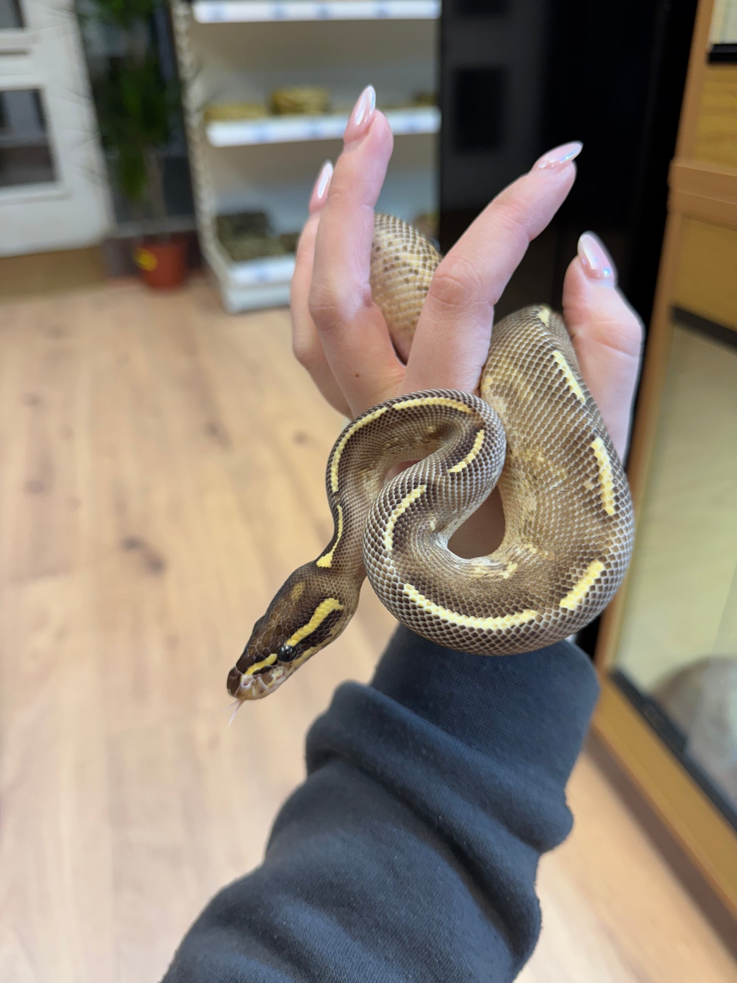 CB Mardi Gras Royal Python - Male