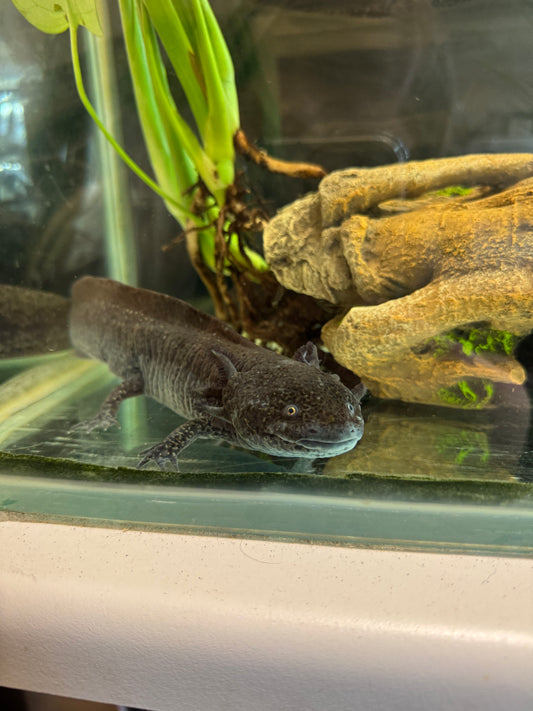 REHOMER CB Wild Type Axolotl (Male) - Ambystoma mexicanum