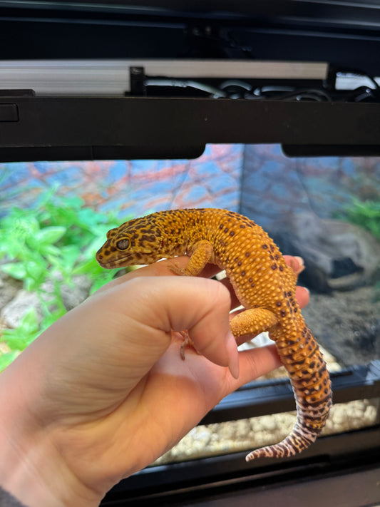 Adult Male Carrot Tail Leopard Gecko- Eublepharis macularius
